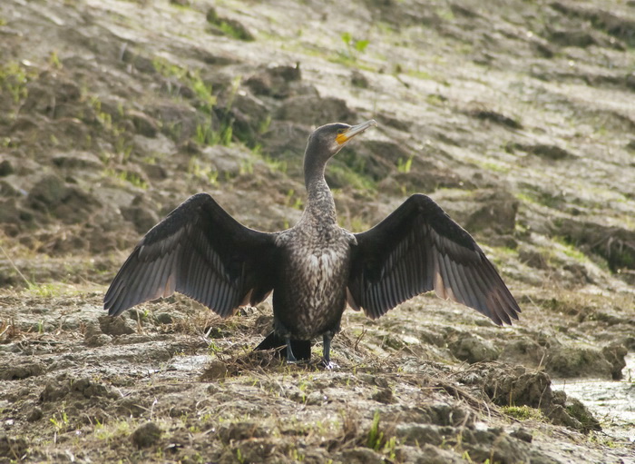 Cormorano - Phalacrocorax carbo